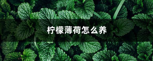 柠檬薄荷怎么养