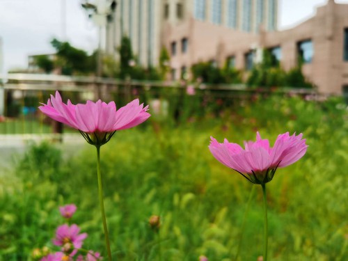 波斯菊