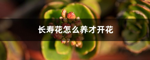 长寿花怎么养才开花