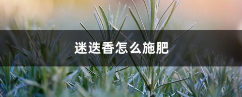 迷迭香怎么施肥