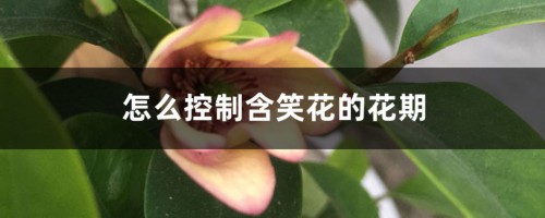 怎么控制含笑花的花期